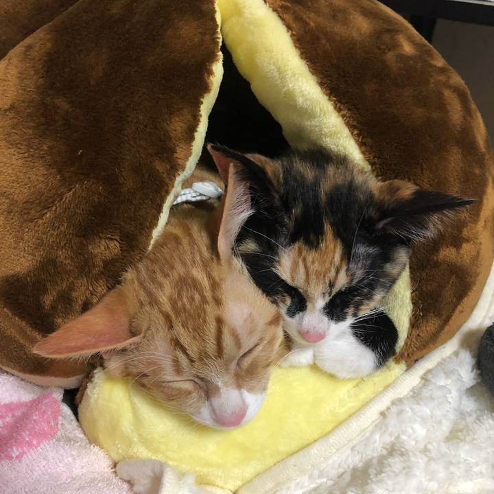 31e31a9c e8f6 4c05 b6e8 14cd20d29dcc 1582287727283