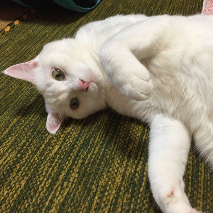 31e36cb0 9f55 44f9 8a2f e25431c8ac8d 1508497088475