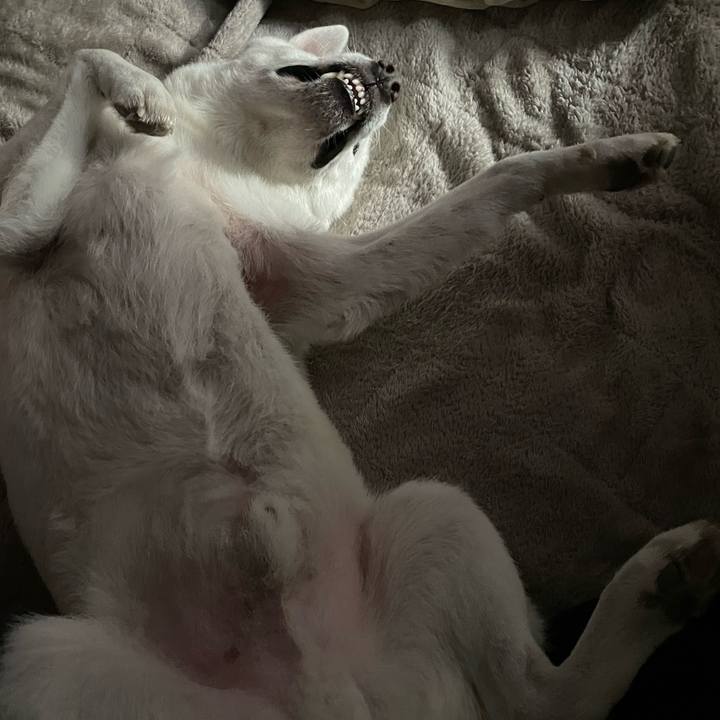 31e795a5 e3ed 458c adcd 27709d193ab0 1733915520466