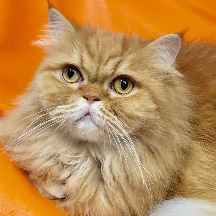 31e89d65 cdf1 40c6 9c40 b658ba1f9ed2 1544239770323