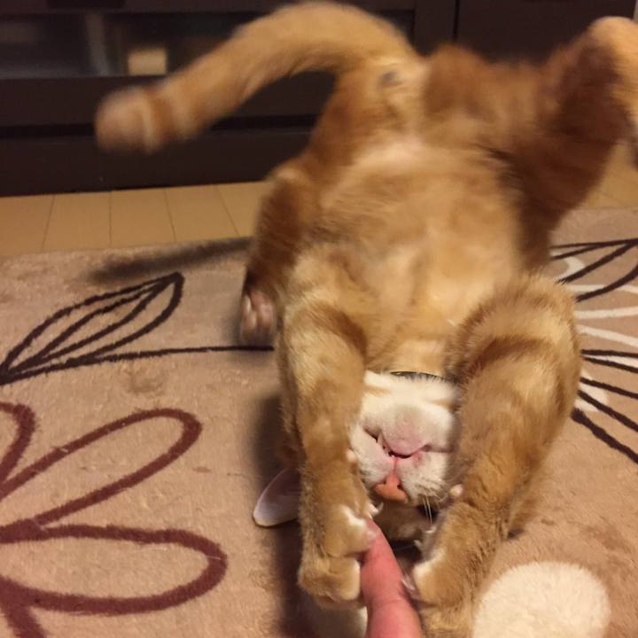 31ea4b28 b12f 448c 9f83 2b36217ed2da 1528984949321