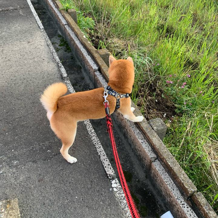 31ef6c97 f3c5 48ed a427 5735a6a8d358 1619009850630