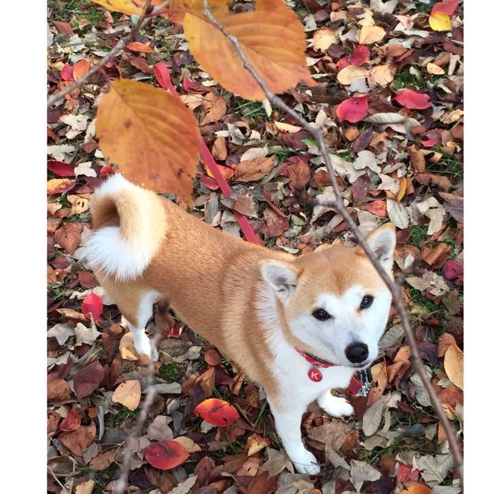 31f106bc 76c3 4ce4 b613 ebde013f70e2 1511656258733