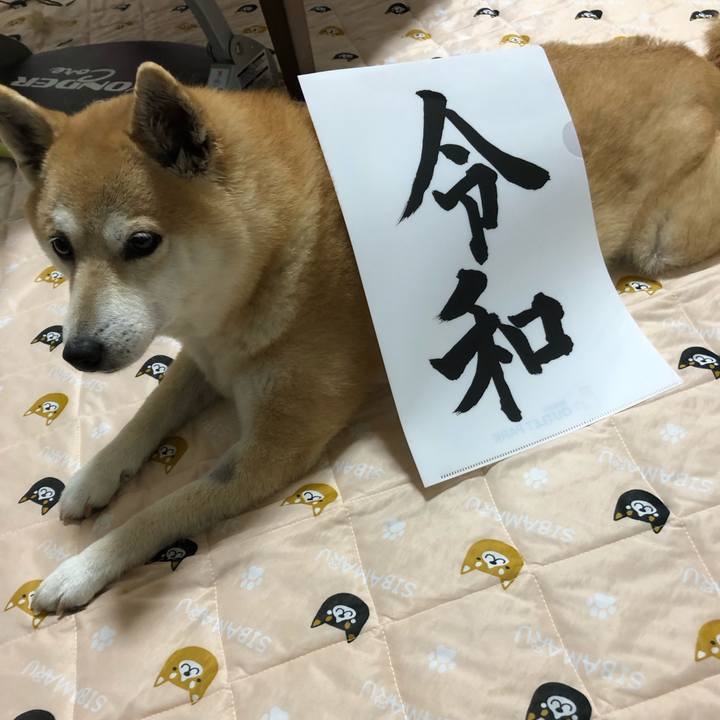 31f96f14 8a27 431c a72c d40a6dd3dd71 1558788310719