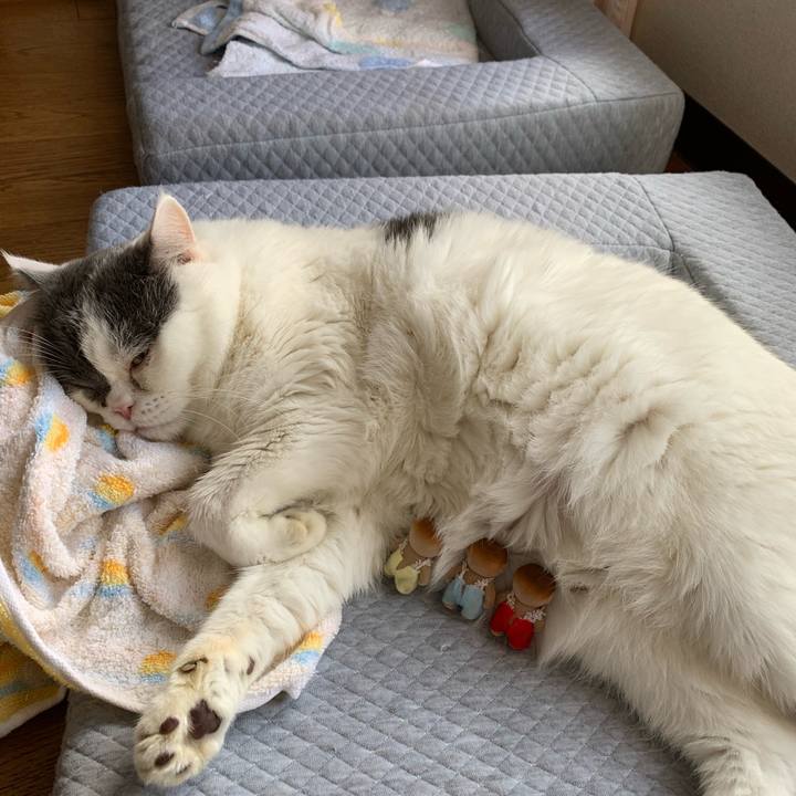 31fea61f 658f 4e03 96ca 370ff70e4885 1603589902294