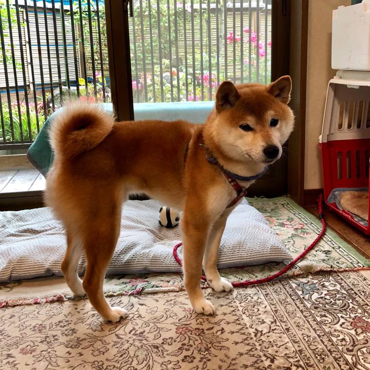 32050941 4de0 4780 abf2 86f0c1478d37 1527909988734