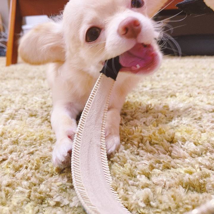 32068cac 1321 41f3 bb9e c69d2a19b6cf 1596606952648