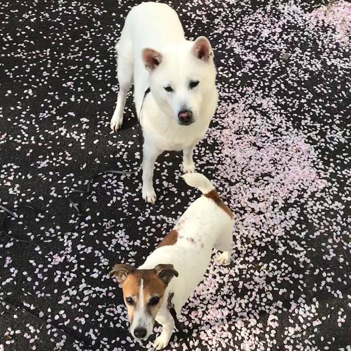 32083a08 299f 4a69 8e1e af9b70e88be2 1522494029243