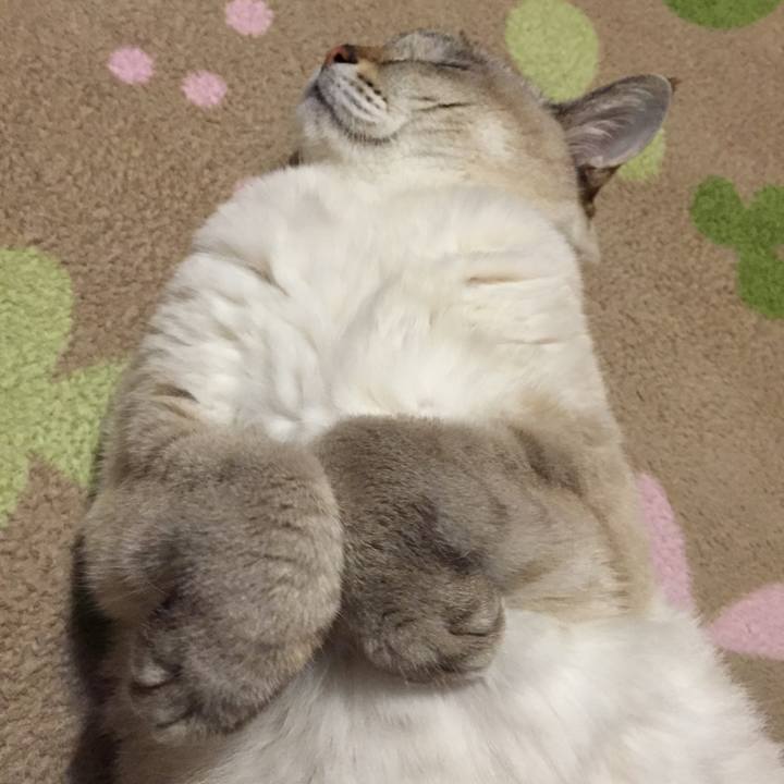 320fce9b 7fda 4001 a79e 0e6e55ab35d2 1544009677578