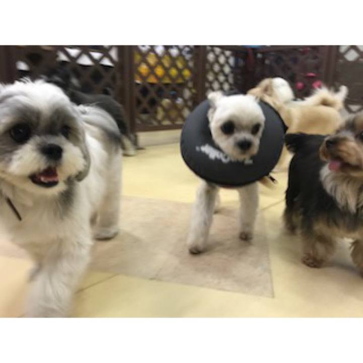 32125e1a bebd 41f6 8fb1 3f6f9a7e6636 1573561873425