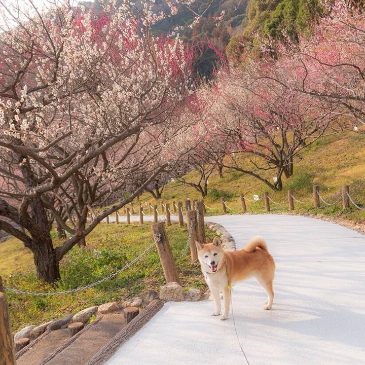 3217552a 2fcc 426b 94cf e5de031dbbe6 1554738608172