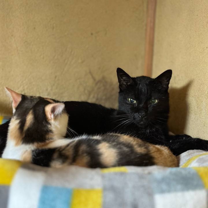 3217fdc5 7929 41b3 832a d34a9a00ffa6 1696556611633