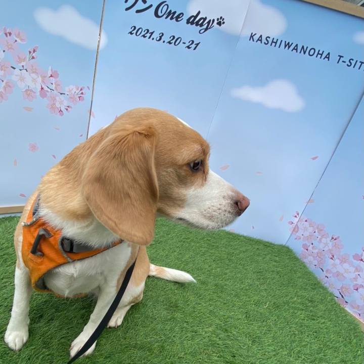 3218eab7 b585 431a 86c9 e178d05bf0a1 1616209431182