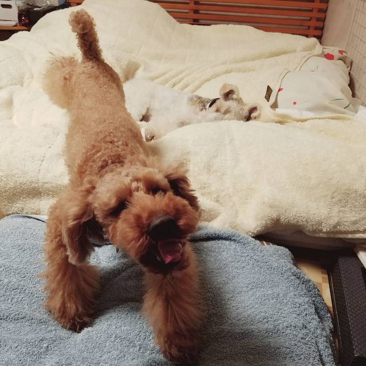 3219bc49 408a 45b6 8f3d 419d9380e5dc 1525100226013