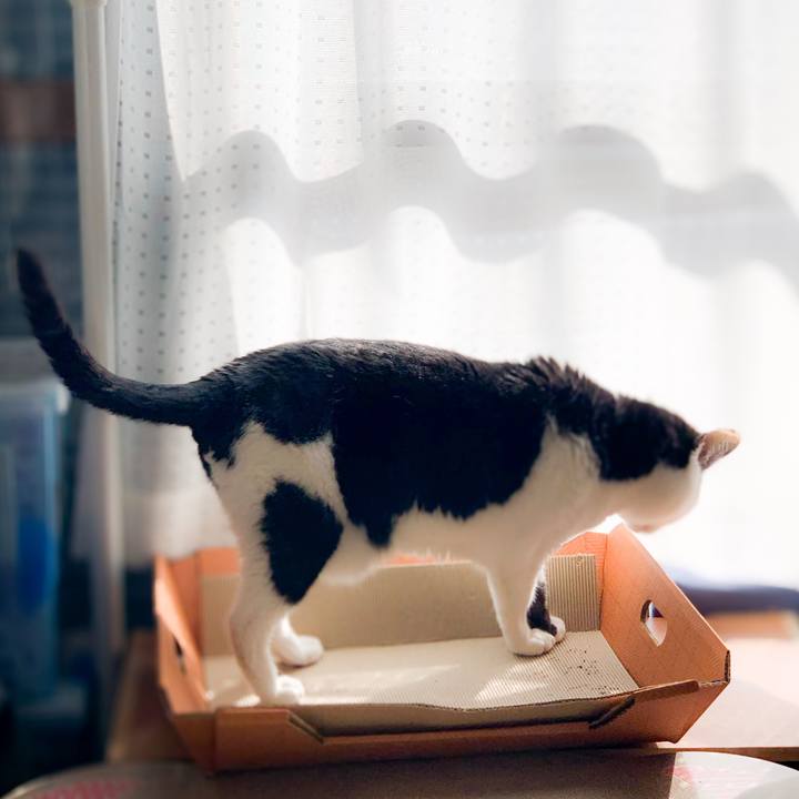 321a24e8 97cd 4488 a1e3 ba779e956f9a 1589763459723