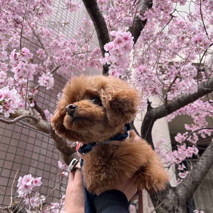 321c2c85 ccaf 424d 895b 32d166177a79 1711957143930