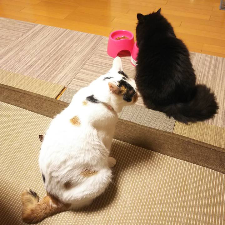 3224a62e bda1 43f0 8bcc b48ecf5de933 1559732268519