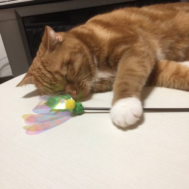 32252616 b18d 4c5e a6e7 3a226466f3f7 1595081117871