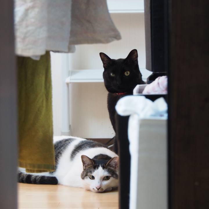 3229ed16 a86a 428a 873e df7e5d9a6114 1560469901481