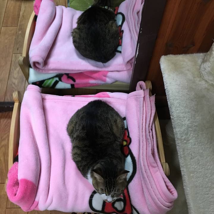 322c0588 d08e 41bd a0a8 269f79a25318 1549948193236