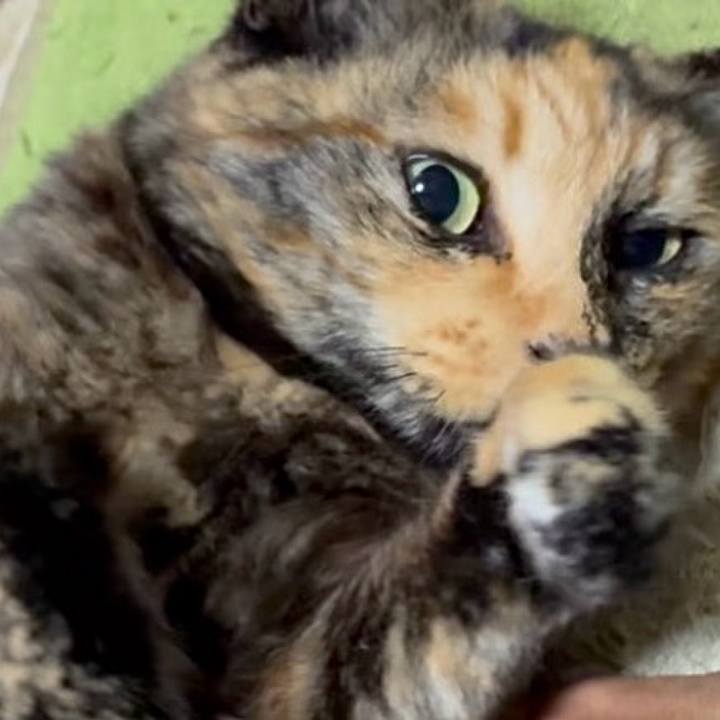 323347f2 ff79 4e54 98c7 b3067e3c3273 1747617822506