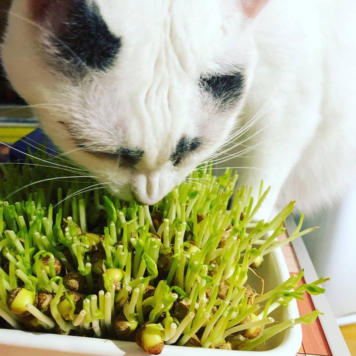 3238b86f a6ea 4497 b754 b8a351e300db 1518956598716