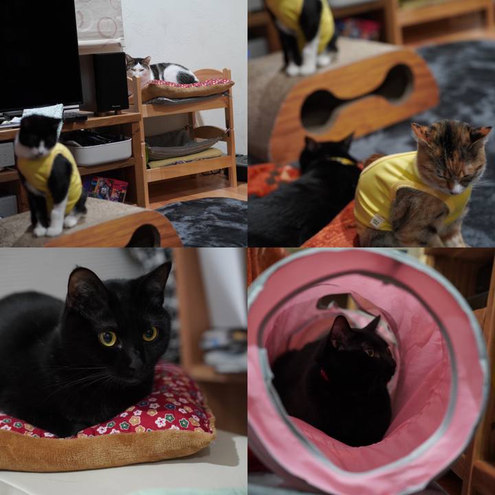 323cca4c 80ec 45ed a01b 122229031928 1579164308550