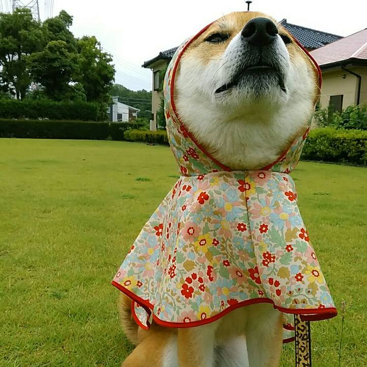 323eb59c e9e5 4326 95ab 1bc3e7c3ee49 1561342118060