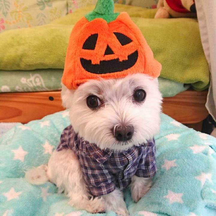 3242df22 4b65 41a1 96e9 02ca605d7c51 1509260417363