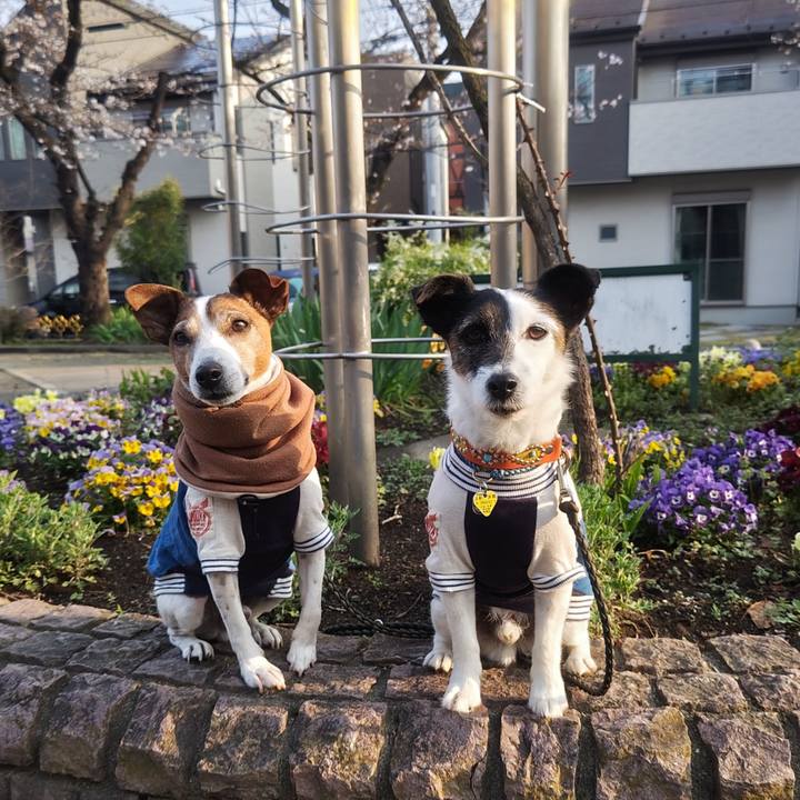 3244b78f d3a9 407a bd8c 68d0a92042a8 1774734642861