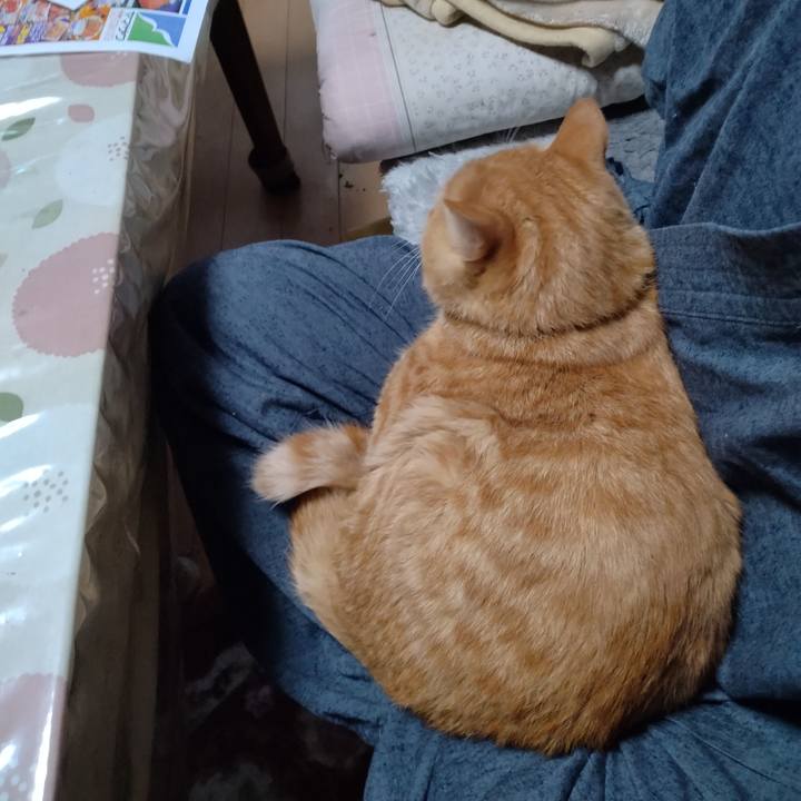 32485743 9163 4db5 98a1 d0f86ea9f033 1667081409528