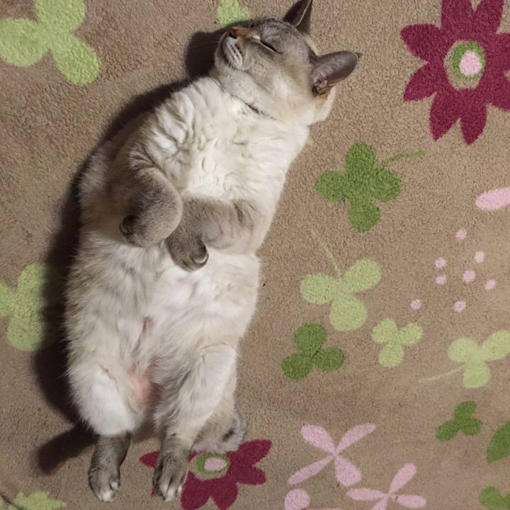 3249635b a857 4bc3 a6b9 9a835f8cd909 1540031898322