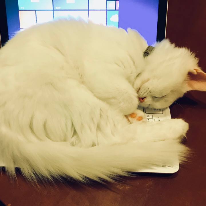 324aeacd 1318 497c b55b 32ea2a5f068b 1510223684120