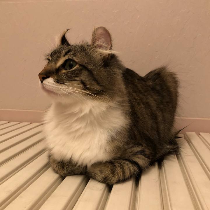 324c4c2c f7d6 4d9c 83e4 338e24e303d8 1522203090800