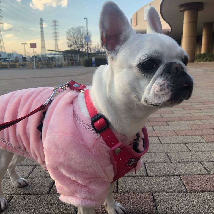 3252b1f9 cb60 4d2f 9be7 90a090f9875c 1544945616879