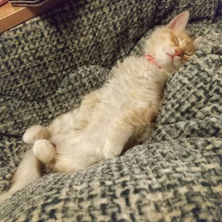 3253358b e853 4c36 8f0d 530b8641e86b 1606480383806