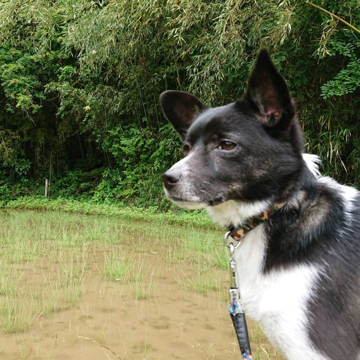 32586d61 68c0 4ddb 8663 6e03497ebf14 1527471904776