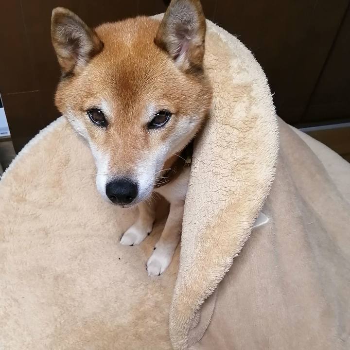 3258bb5e 4fef 4500 ba1c a13bf4c36ae1 1603206339444