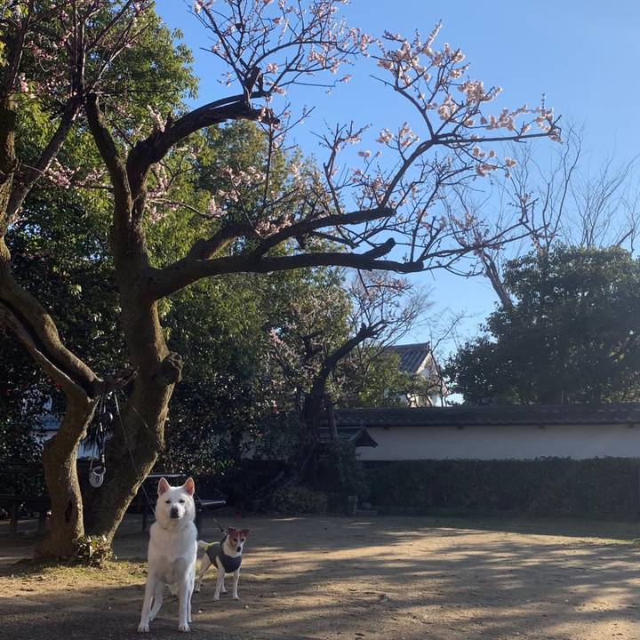 3258c1cf c031 4c0b b395 002799202c8c 1552091308787