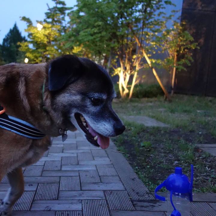 325ac5e1 dccb 4ac4 a90e 6d209686d832 1526466540608