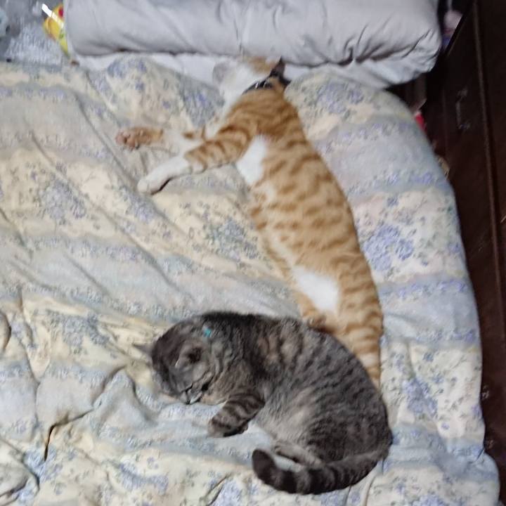 325c6f36 5453 42ba 8cf7 86f5bd5f7b60 1562937994870