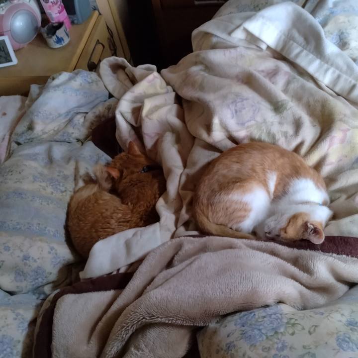 325fbcf3 b849 4feb 9113 8665e0d5bd16 1732774561297