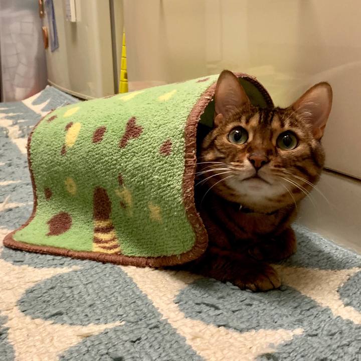 32601769 505b 4521 b900 b69775fb6f22 1549663095125