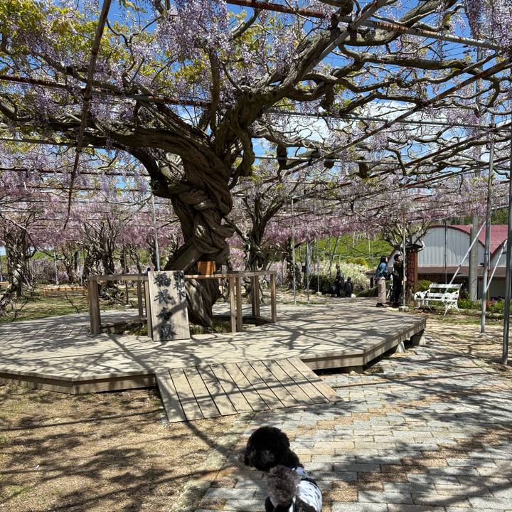 3261cd6f e660 4e91 a165 a141e6d9bf1a 1747148821980