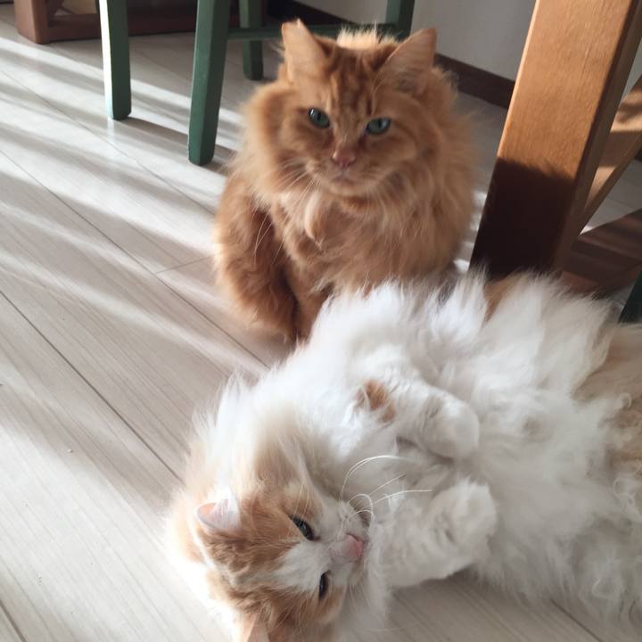 3263f04e af17 4f45 880a 3a9c01fc9c2a 1515017225501