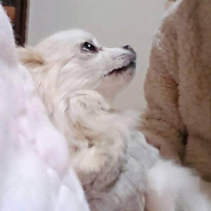 3267d8de a42f 4f4a 944a b243e8fd6bc7 1511611635080