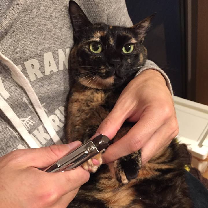 326b4332 79bb 430a 81ee d68ca07c0496 1511524882808