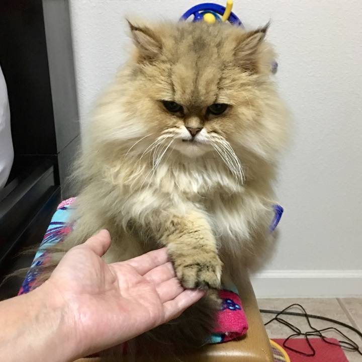 326c3342 9933 4d0f b330 66ebfd6c46cf 1518332145236