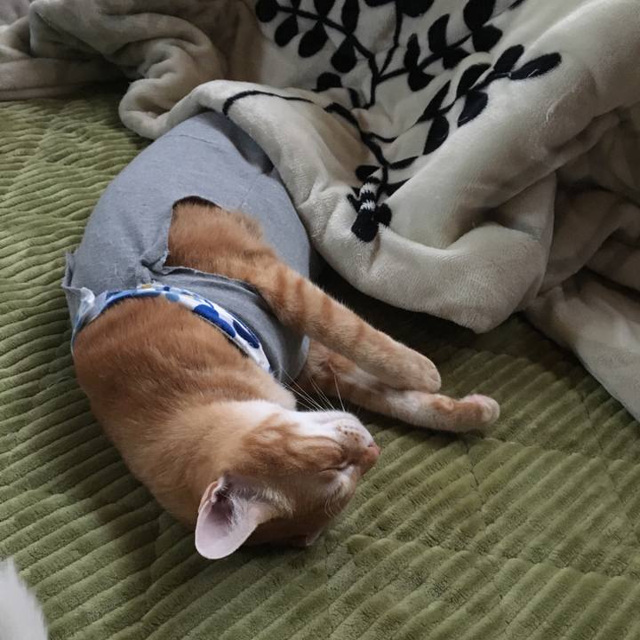 326f4885 640a 4b2a 92e1 21be094c4bf7 1541319024030