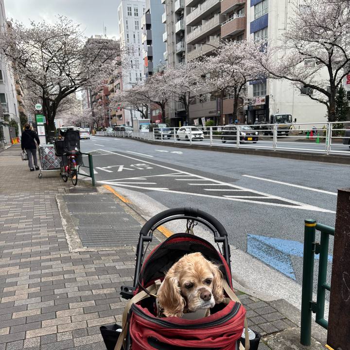 32705752 d179 4c75 8e4e adecb7214681 1774668265293